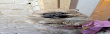 Pomeranian Puppy 1
