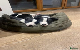Border Collie dogs for sale: 2 Border Collie Pups for Sale (both bitches)  - Image 9