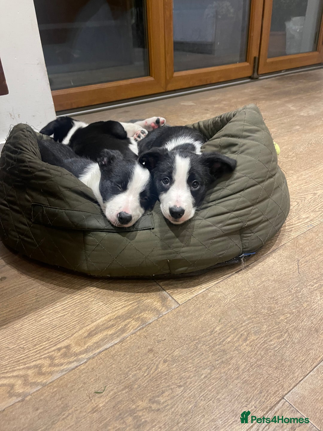Border Collie dogs for sale: 2 Border Collie Pups for Sale (both bitches)  - Image 9
