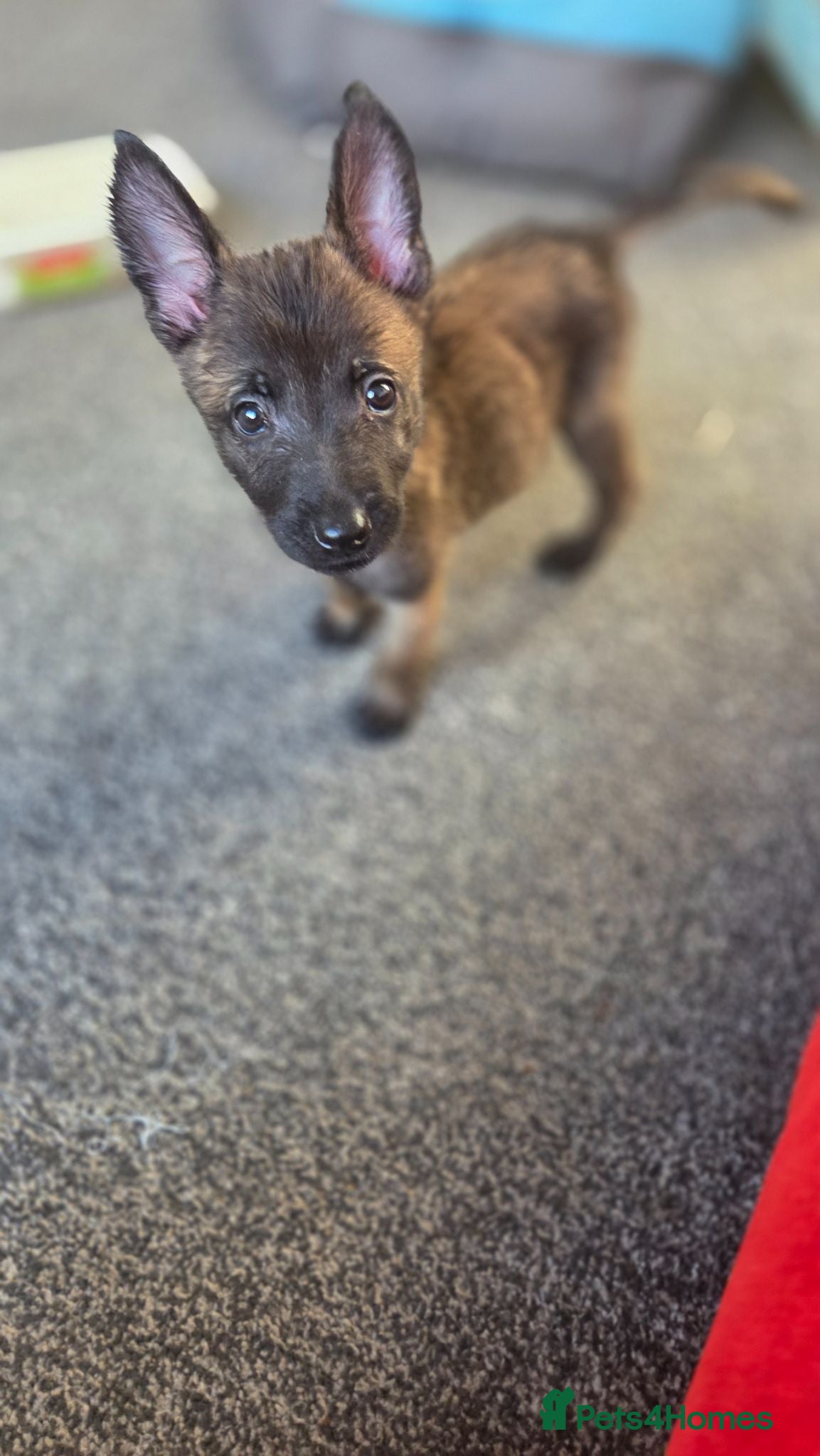 Belgian Shepherd Dog dogs Bright people focused puppy  - Advert 1