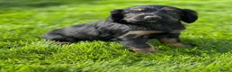 Cocker Spaniel dogs for sale: **MERLE** cocker spaniel puppies READY TO GO!!  - Advert 6
