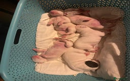 Dalmatian dogs for sale: Beautiful Dalmatian Puppies - Image 2