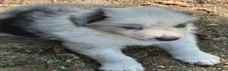 Border Collie dogs for sale: Stunning Border Collie pups in ELY - Advert 17