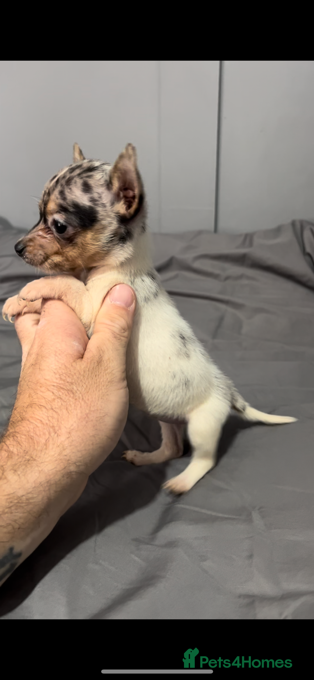 Mixed Breed dogs for sale: Gorgeous litter of Jack x chi pups  - Image 12