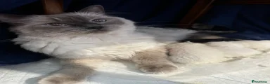Ragdoll 3