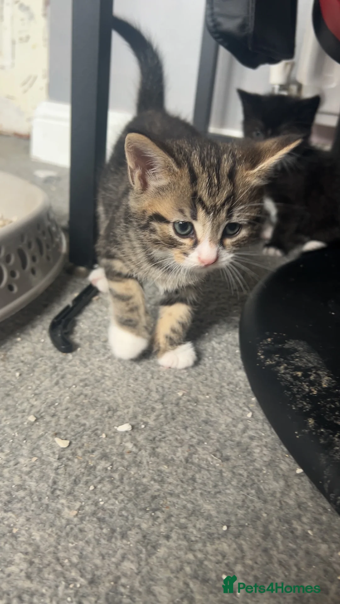 Mixed Breed cats for sale: Two male kittens available  in Cannock - Advert 5