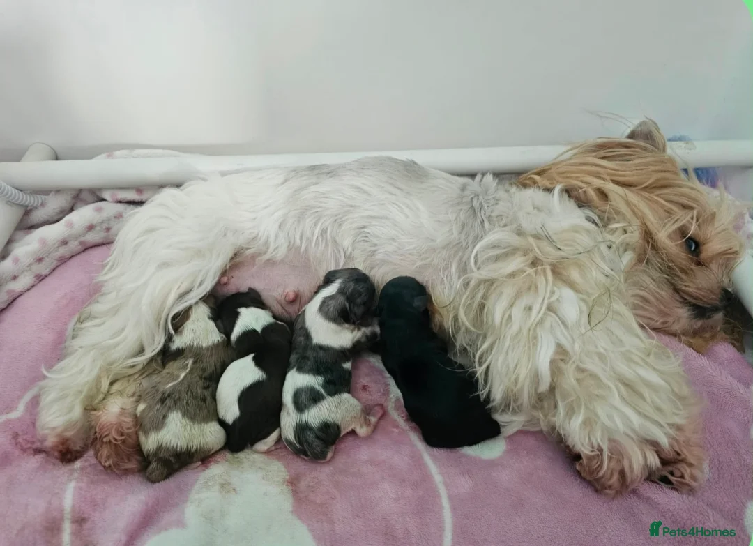 Yorkshire Terrier dogs for sale: Stunning Colourful yorkies  in Redruth - Advert 3