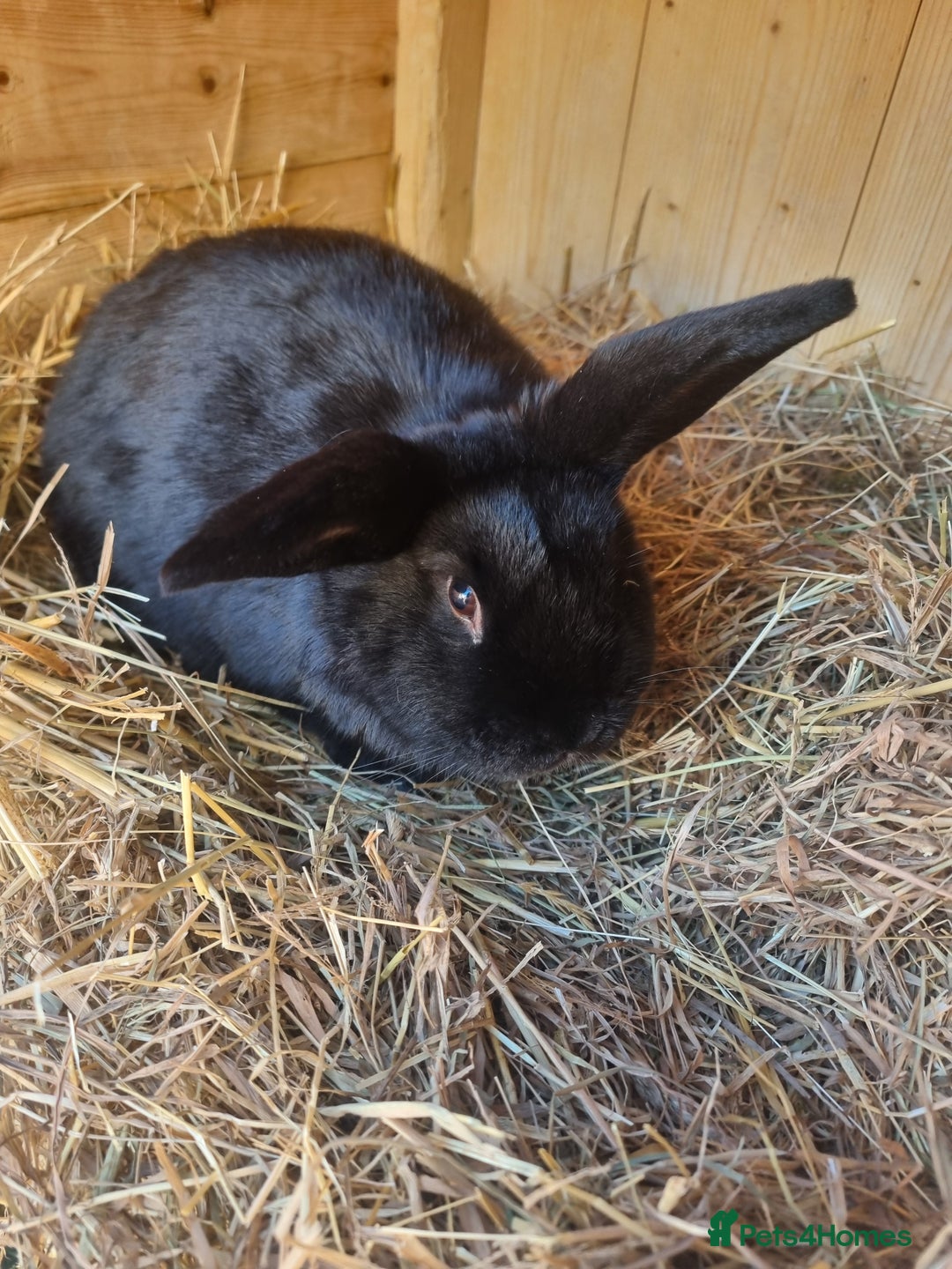 Mixed Breed rabbits for sale: Mini lop cross baby female  - Advert 3