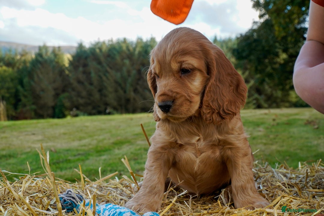 Cocker Spaniel dogs for sale: Show Cocker Spaniel puppies - Image 6