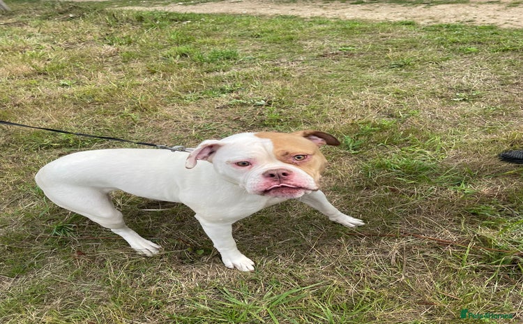 American Bulldog dogs - Advert 1