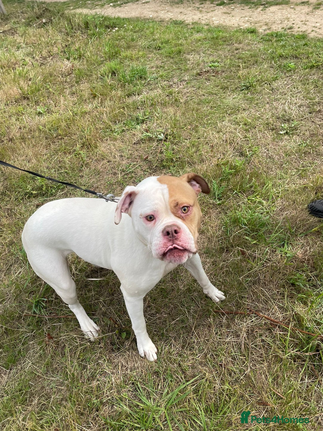 American Bulldog dogs for sale: For sale Johnson American bulldog - Image 1