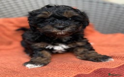 Shihpoo dogs for sale: Fluffy ShihPoo puppies - Image 18