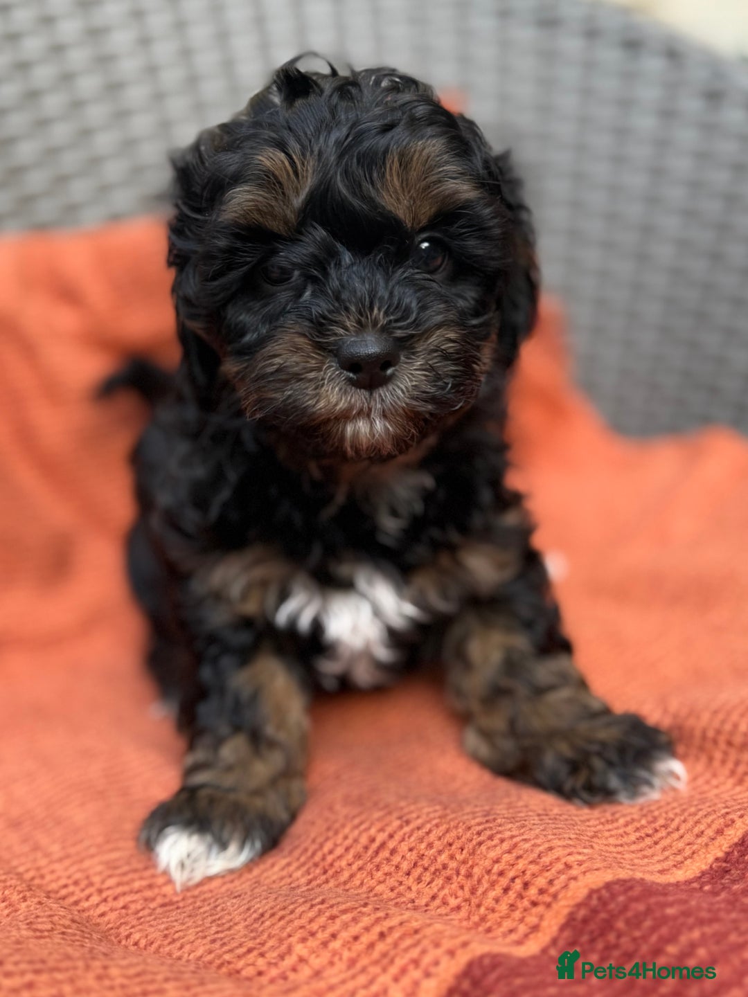 Shihpoo dogs for sale: Fluffy ShihPoo puppies - Image 18