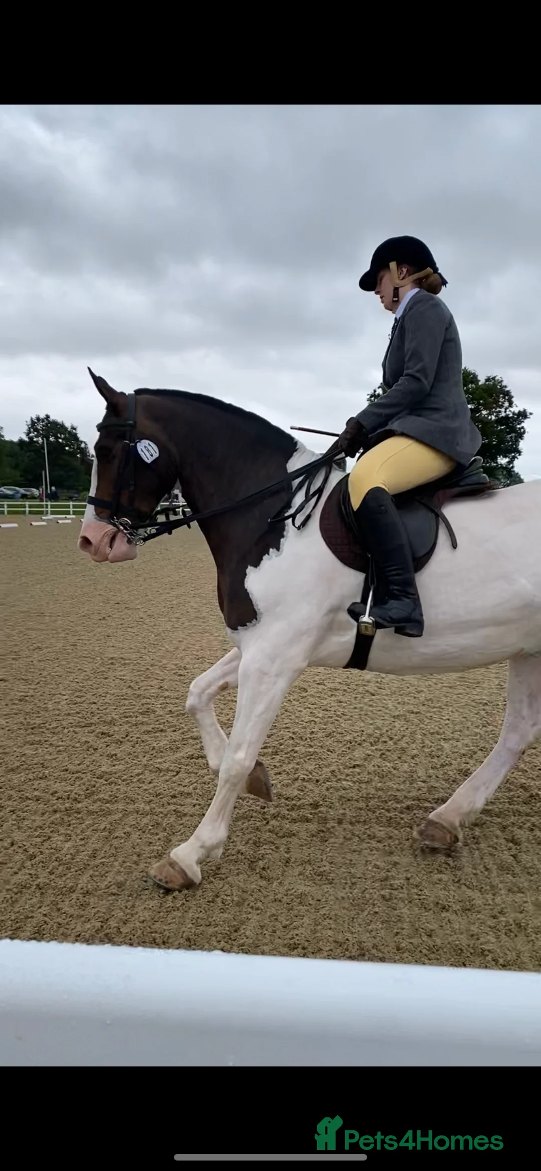 Welsh Section D horses for sale: Prefect allrounder type  - Advert 1