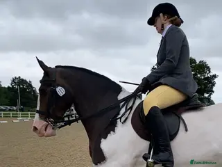 Welsh Section D horses Prefect allrounder type - Advert 3