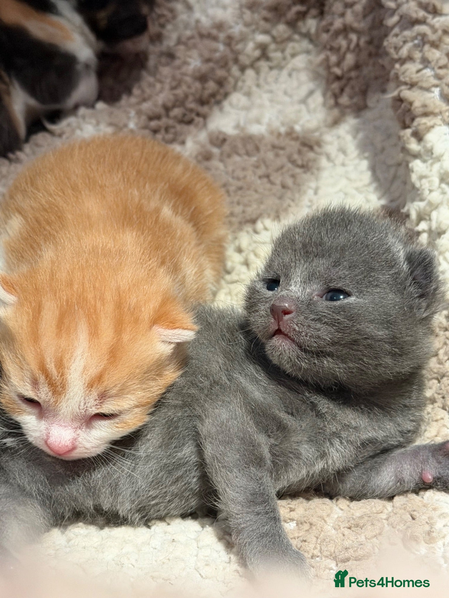 Maine Coon cats VACCINATED & CHIPPED British shorthair X Mainecoon - Advert 12