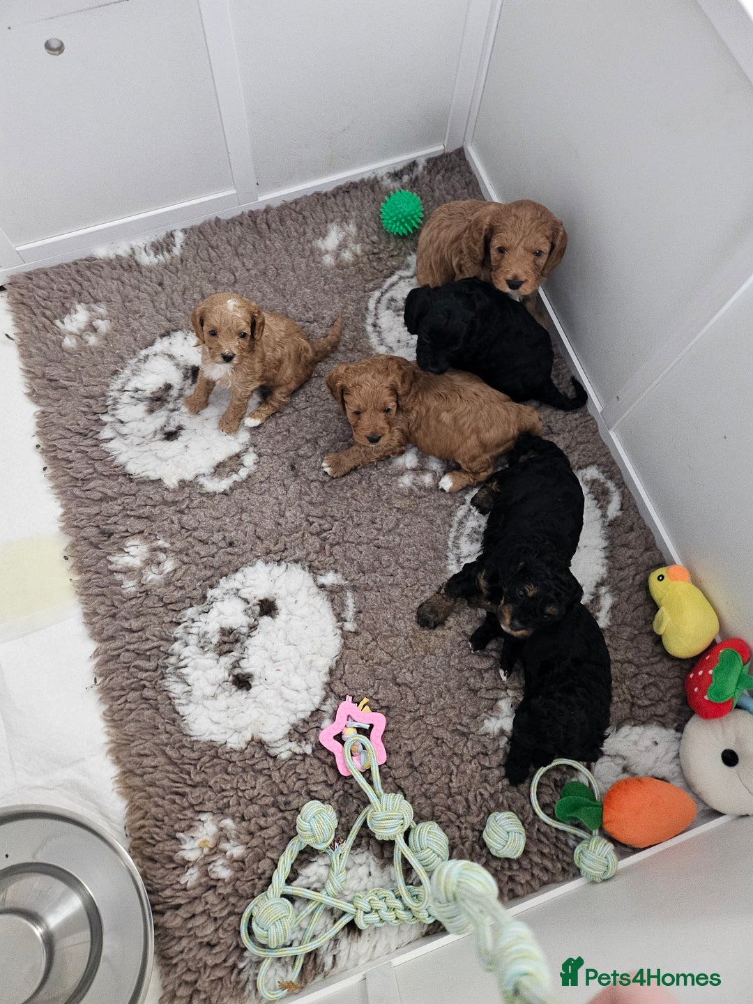 Cavapoo dogs for sale: Gorgeous F1b Toy Cavapoo Babies   - Advert 18