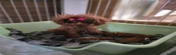 Toy Poodle dogs for sale: Asian toy poodle  in Hull - Advert 8