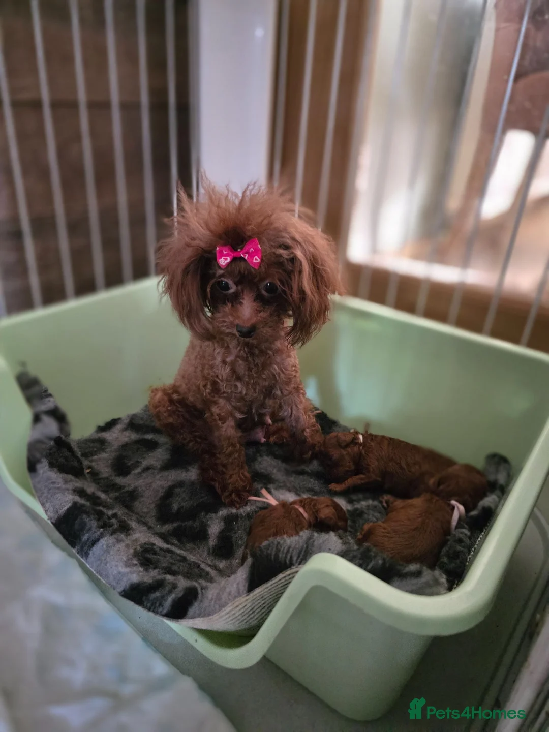 Toy Poodle dogs for sale: Asian toy poodle  in Hull - Advert 8