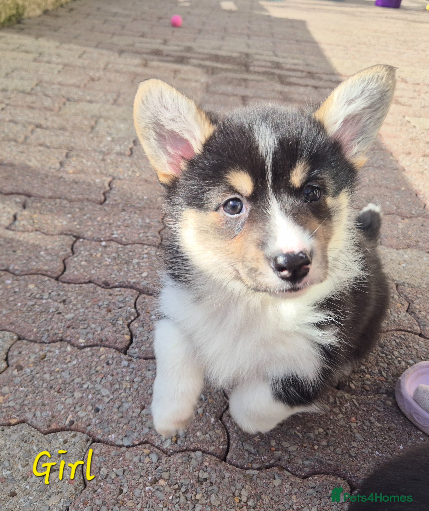 Welsh Corgi Pembroke dogs 2 tri girls ready for new homes  - Advert 1