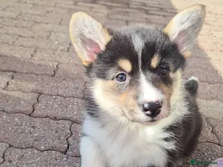 Welsh Corgi Pembroke dogs 2 tri girls ready for new homes - Advert 7