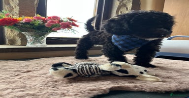 Miniature Poodle dogs - Advert 2