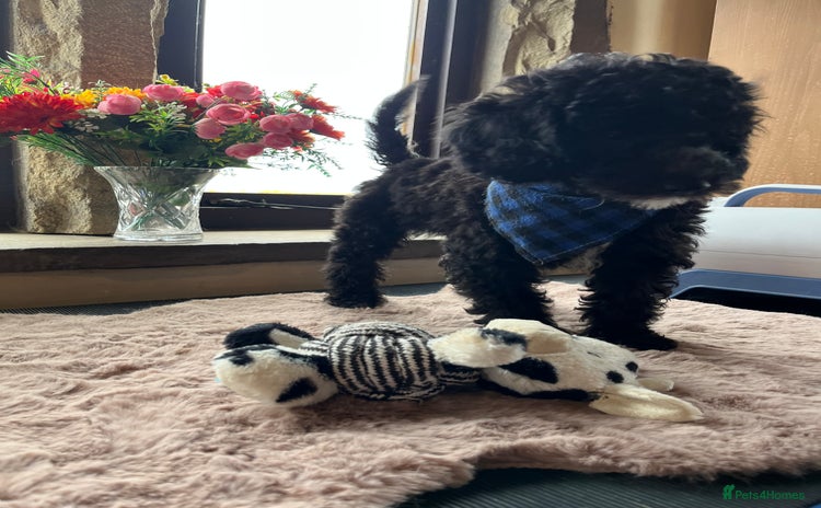 Miniature Poodle dogs - Advert 2