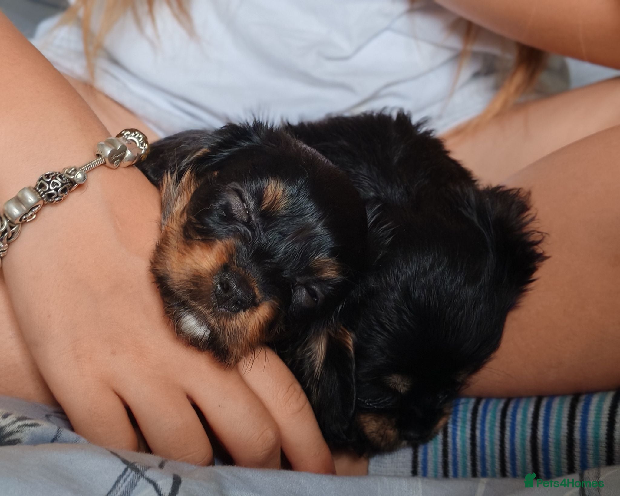Mixed Breed dogs Beautiful Cavalier Mix Breed pups - Advert 2