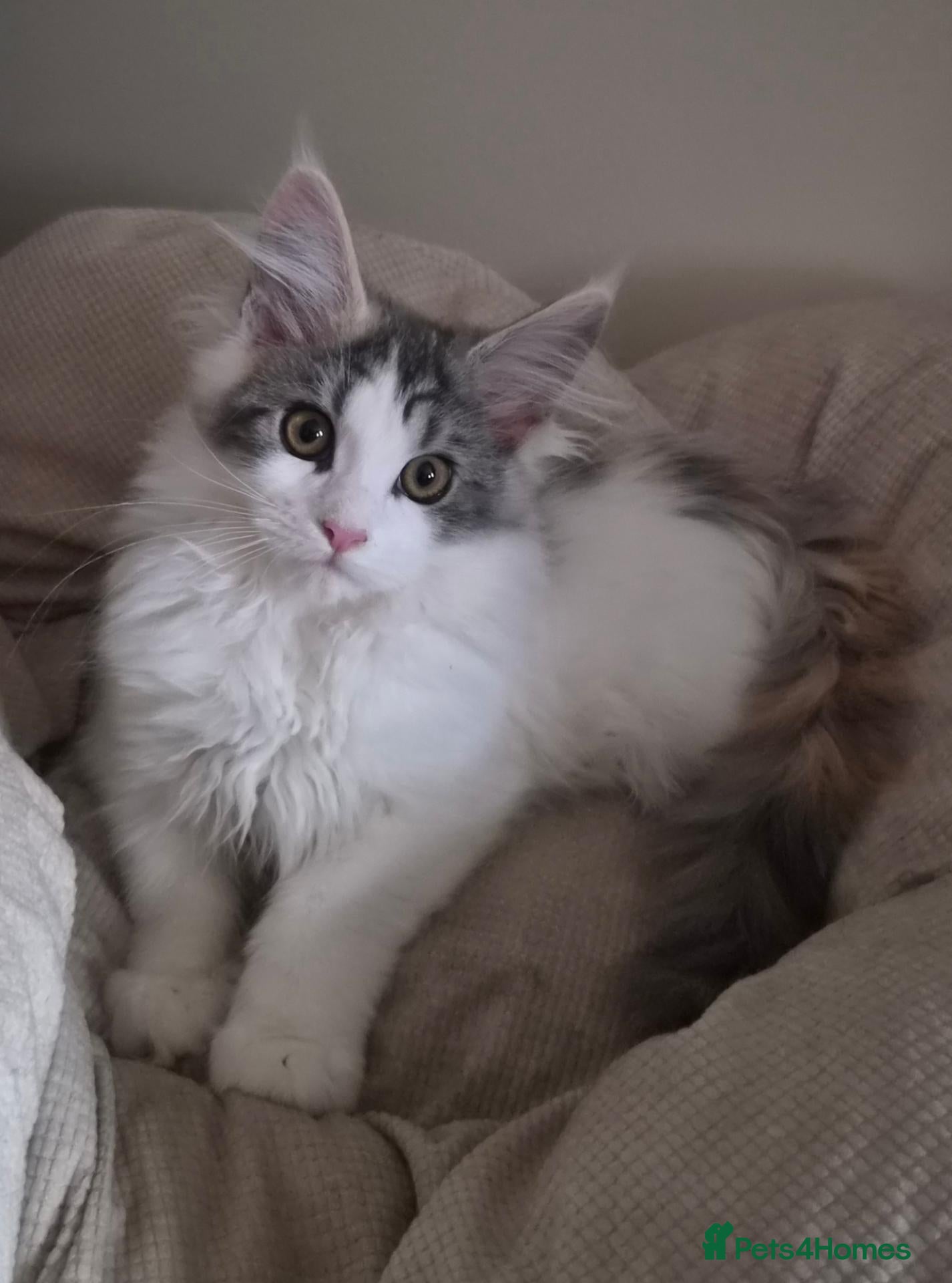 Maine Coon cats for sale: Beautiful Mainecoons  - Advert 1