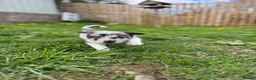 Border Collie dogs for sale: Stunning Blue Merle Border Collie  - Advert 4