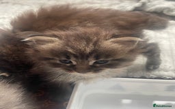 Maine Coon cats for sale: Maine coon mix - Image 4