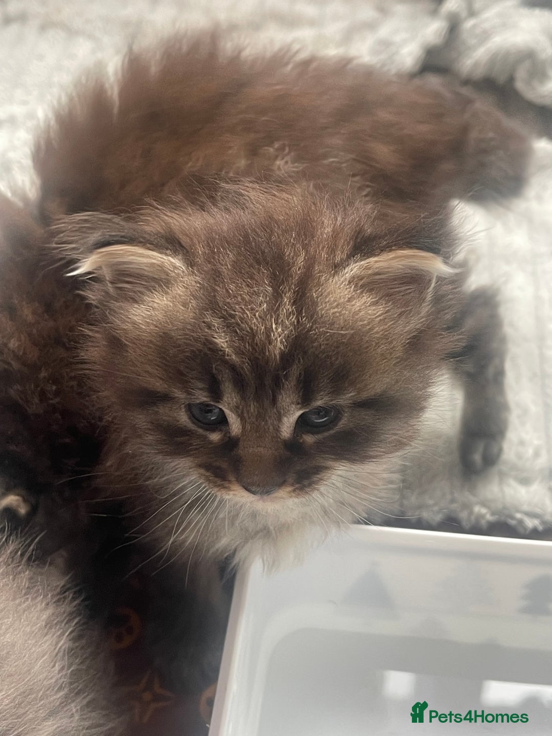Maine Coon cats for sale: Maine coon mix - Image 4