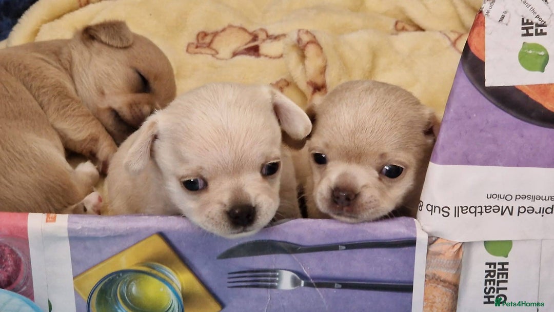 Chihuahua dogs for sale: Short-Haired Applehead Chihuahuas - Image 5