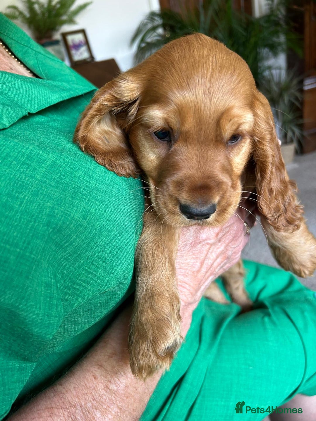 Cocker Spaniel dogs for sale: Gold show type cocker spaniel puppies  - Image 5