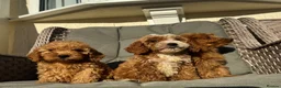 Cockapoo dogs for sale: F1 pra clear Cockapoos (council licensed) - Advert 5