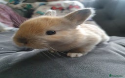 Lionhead rabbits for sale: Baby bunny's mixed lionhead /northern dwaf - Image 15