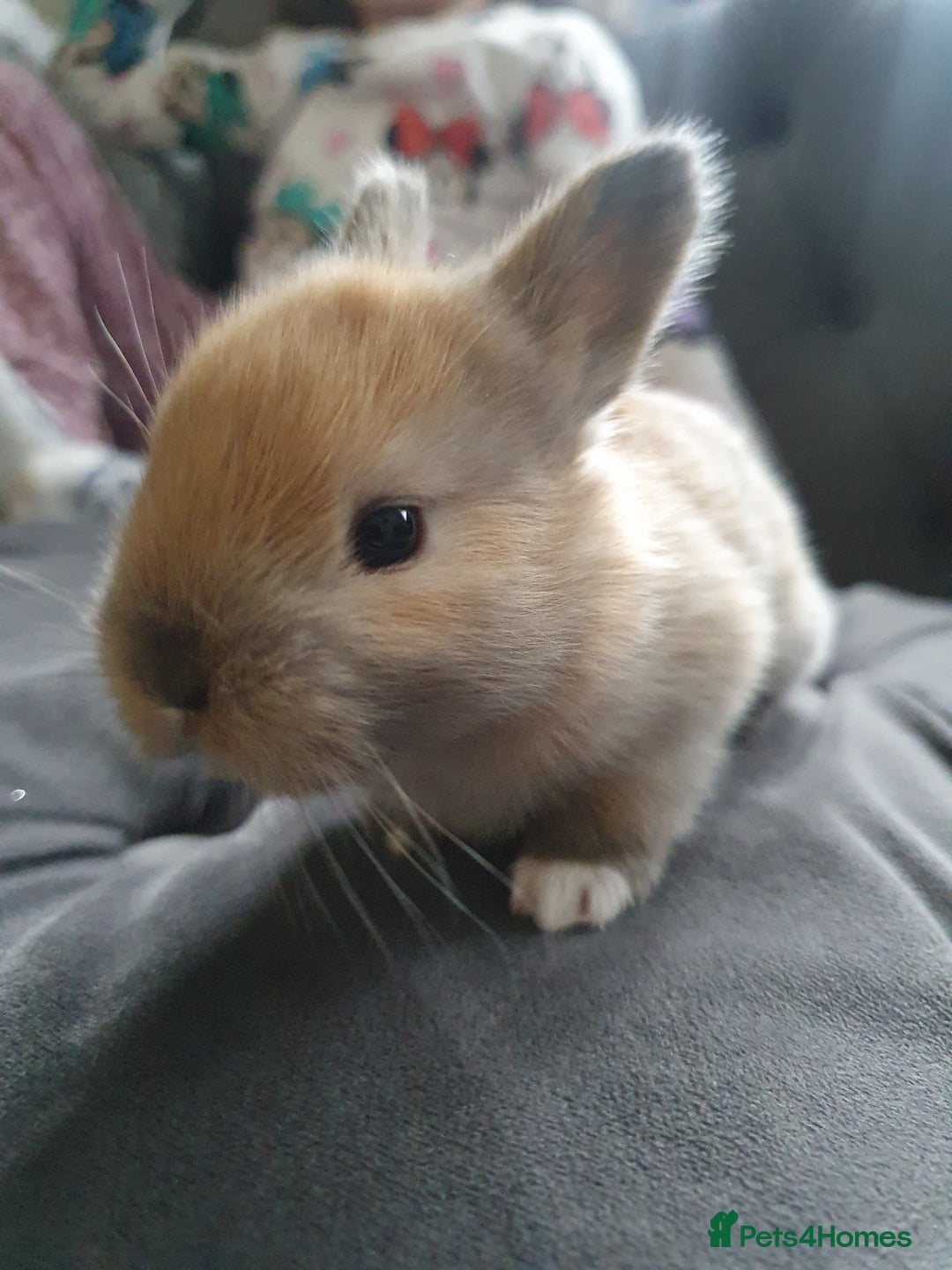 Lionhead rabbits for sale: Baby bunny's mixed lionhead /northern dwaf - Image 15