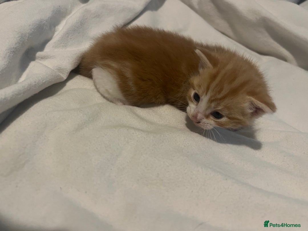 Mixed Breed cats for sale: 3 beautiful fluffy kittins  - Image 14