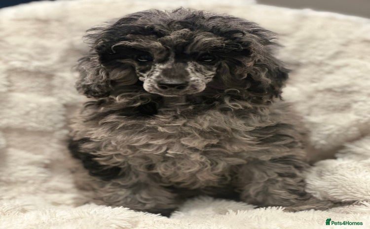 Mixed Breed dogs - Advert 9