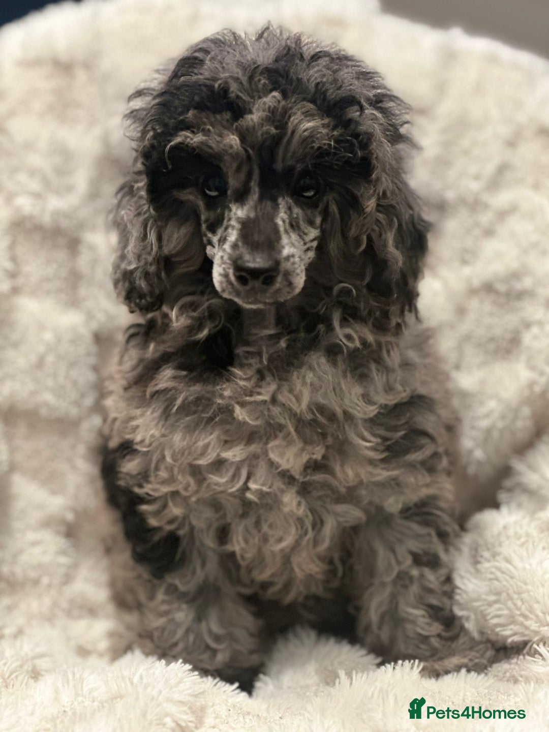 Mixed Breed dogs for sale: Miniature merle poodle female  - Image 1