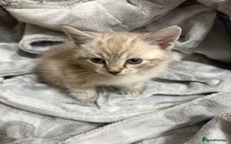 Bengal cats for sale: Snow bengal cross tabby kittens OPEN TO OFFERS - Image 1