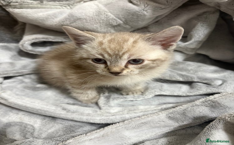 Bengal cats for sale - Advert 1