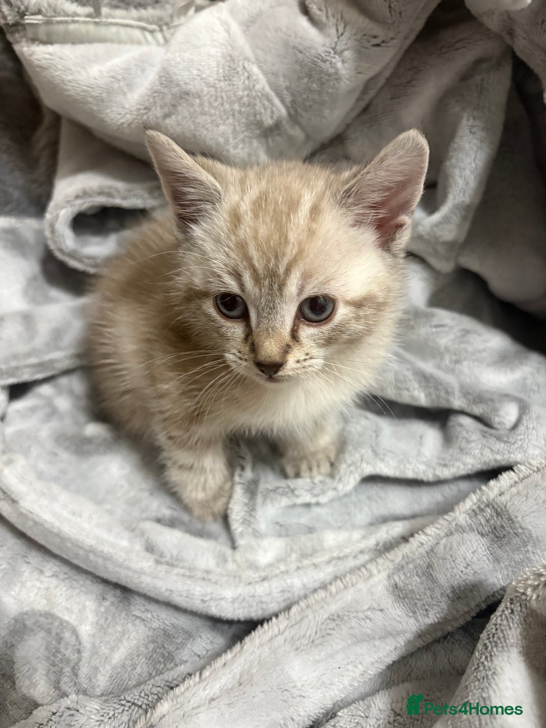 Bengal cats for sale: Snow bengal cross tabby kittens OPEN TO OFFERS - Image 1