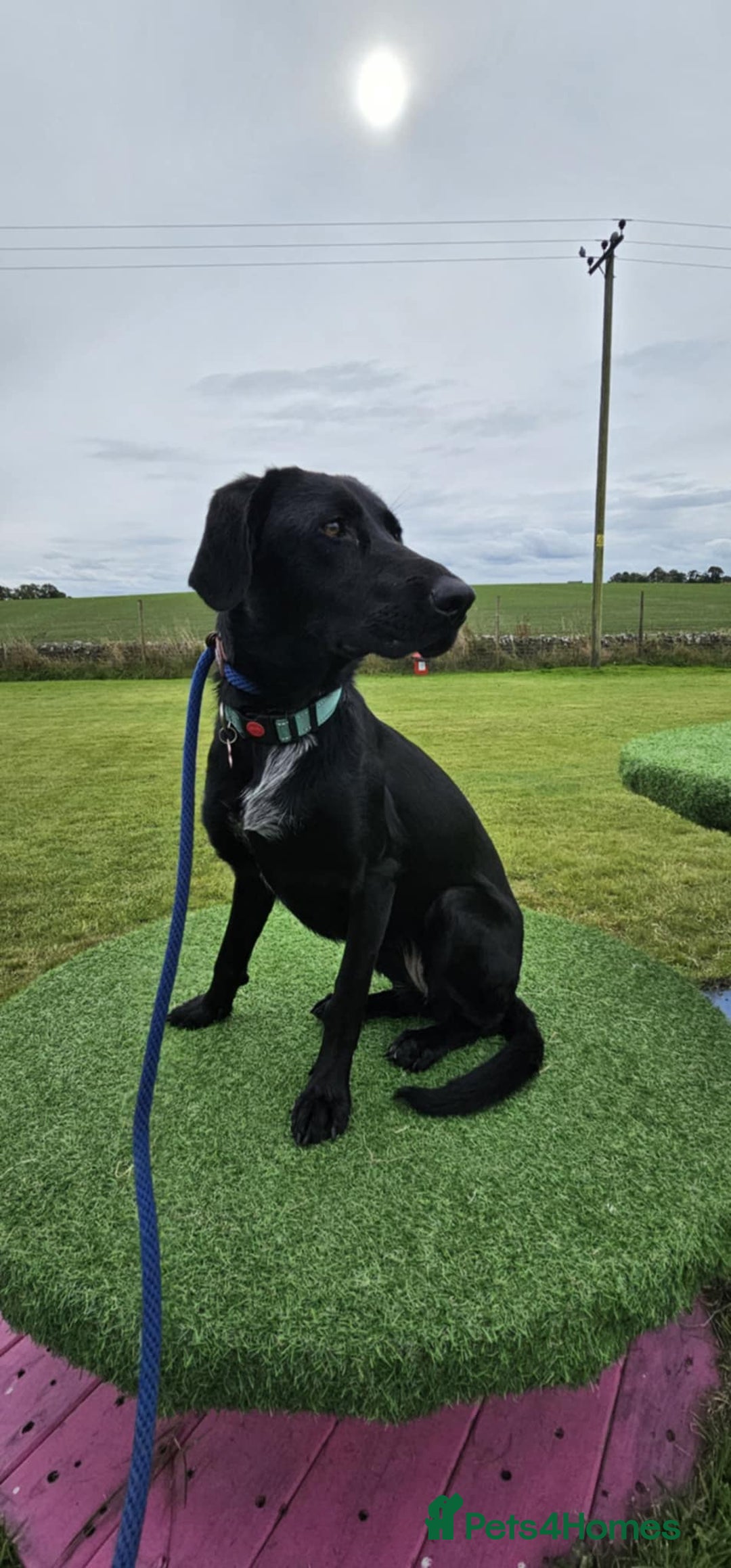 Mixed Breed dogs for adoption: Kyra is looking for a perfect home  - Image 1