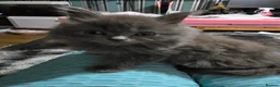 Persian cats for sale: 3 beautiful kittens ready now  - Advert 24