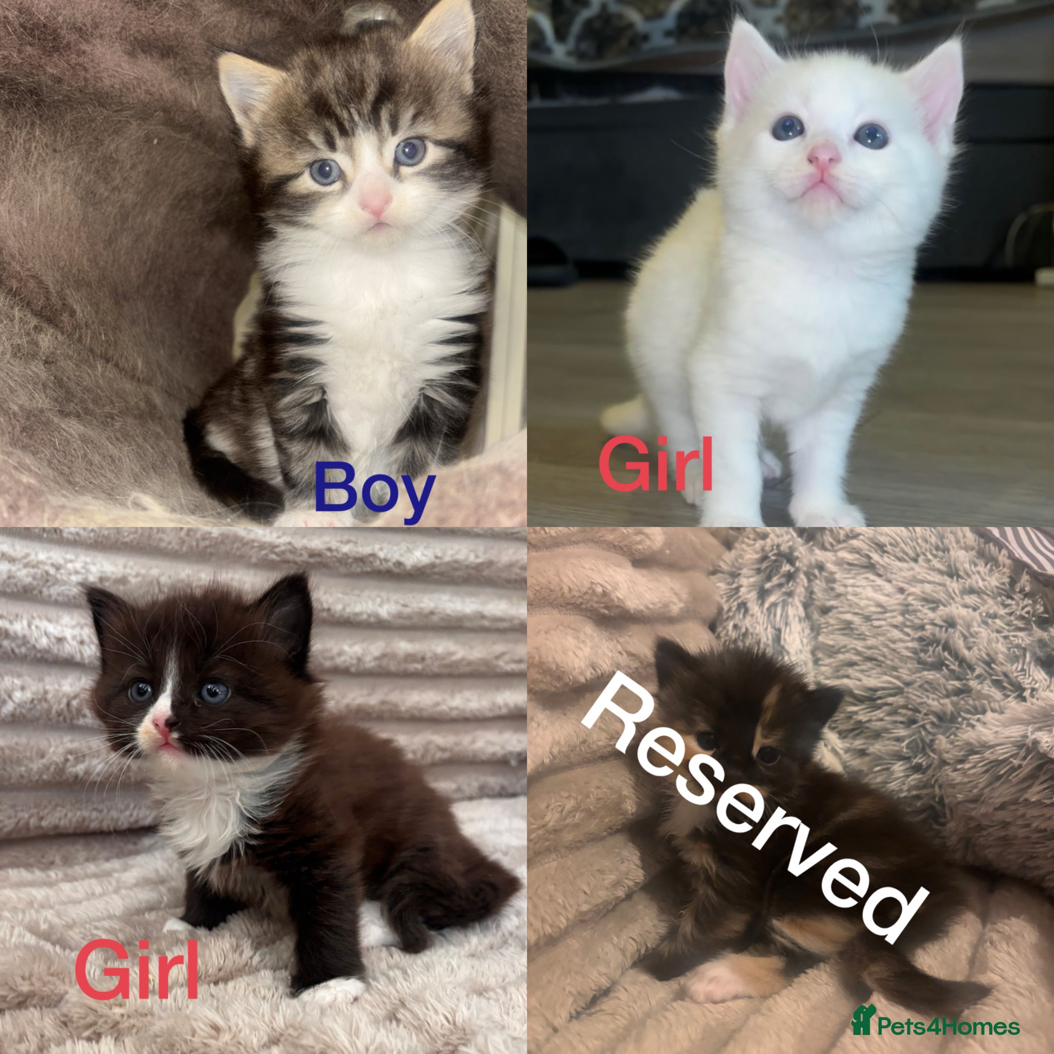 Turkish Angora cats Fluffy  Kittens Looking for Their Forever Homes  - Advert 5