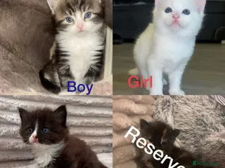 Turkish Angora cats Fluffy Kittens Looking for Their Forever Homes - Advert 5