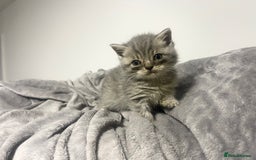 British Shorthair cats for sale: British shorthair kittens responsibly bred - Image 25
