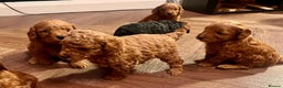 Cockapoo dogs for sale: Beautiful Cockapoo Puppies for Sale ✨🐾 - Advert 4