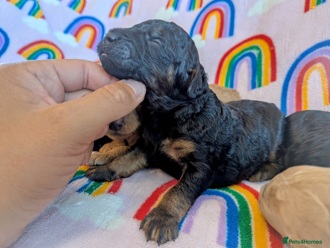 Miniature Poodle dogs for sale: Stunning Red & Phantom Miniature/Moyen Poodles - Image 4